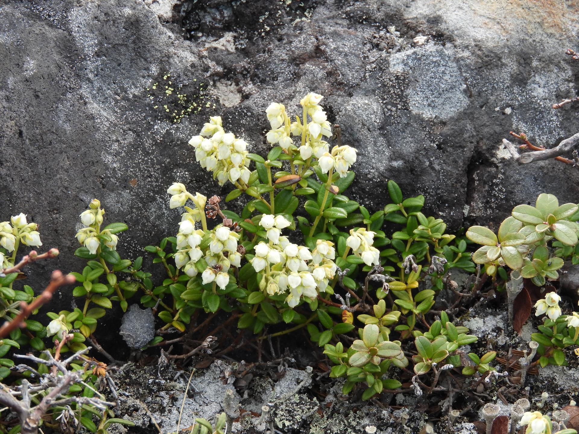 コメバツガザクラ