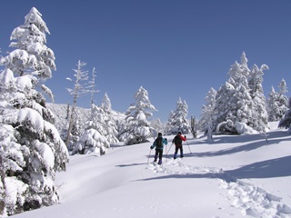 新雪の中を自由に散策して歩いていきます